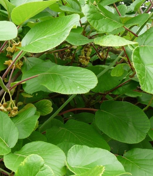 Actinidia deliciosa 'Atlas' opeľovač